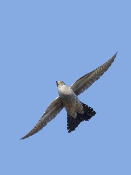 Käki, Common Cuckoo, Cuculus canorus